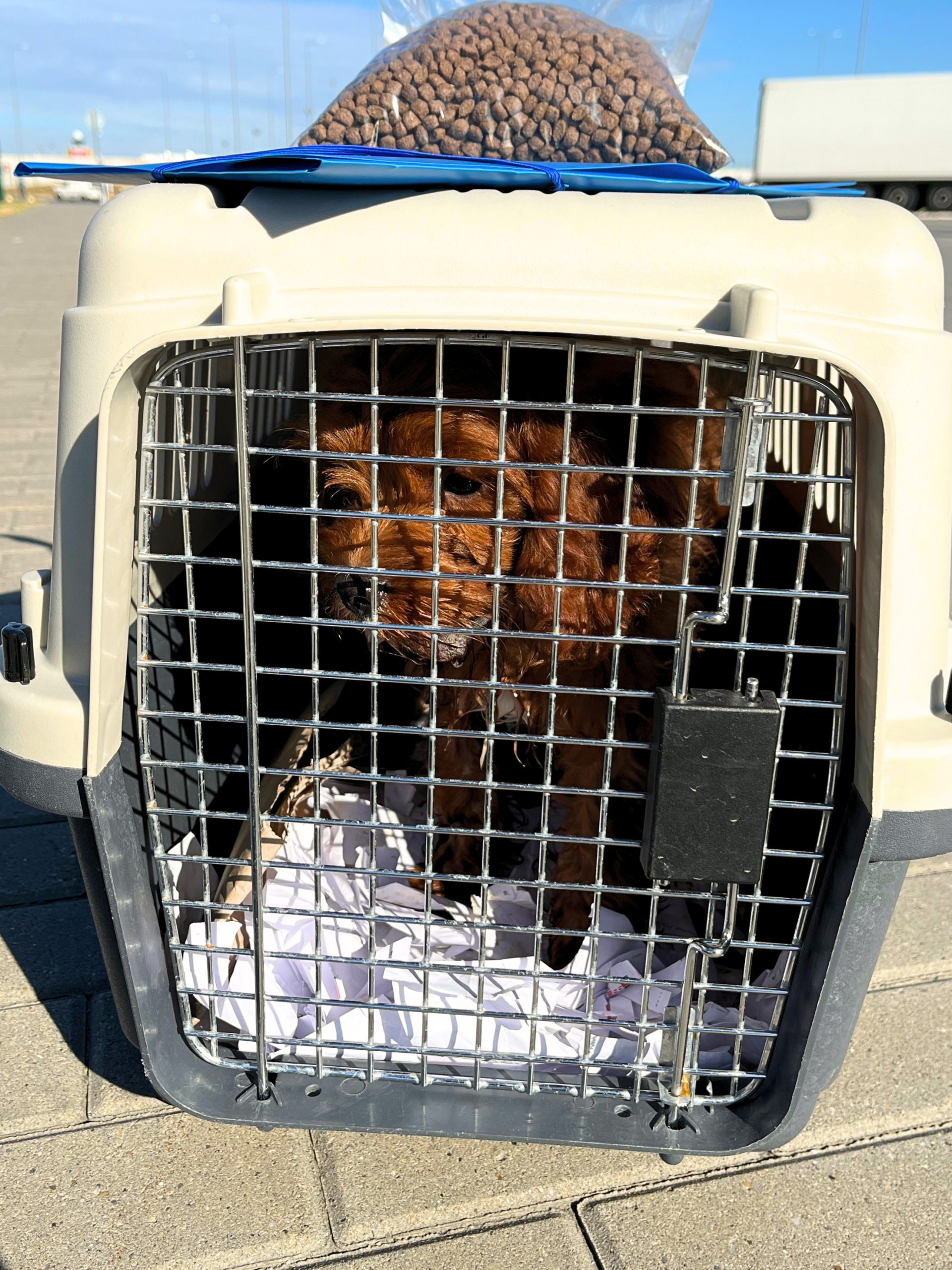 Pet in Transit