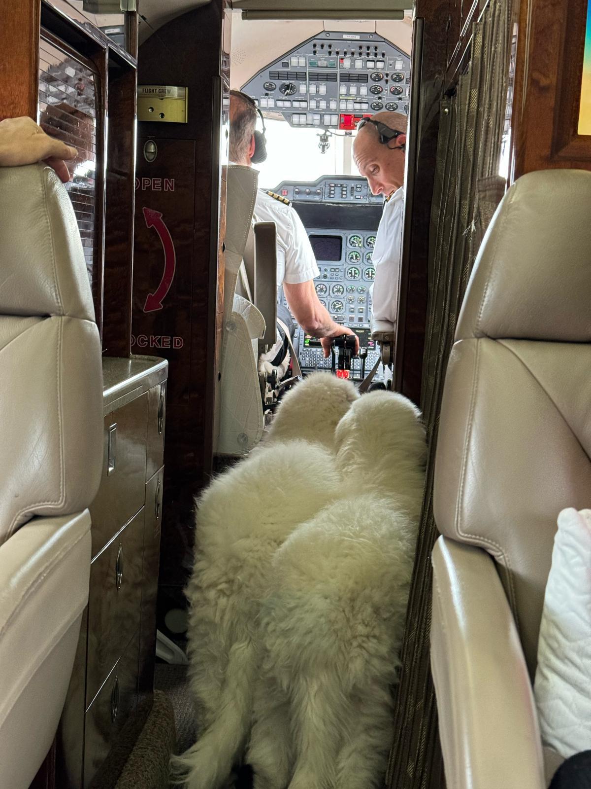 Private Jet Pet Relocation